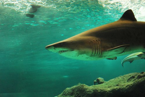 Tiburones en México Dónde hay y cuántos Clima