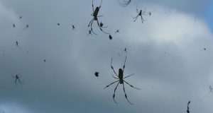 Lluvia de arañas mortales tras fuerte tormenta