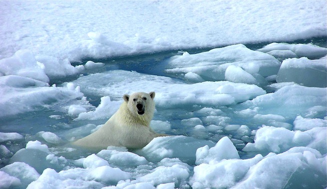 Clima polar: características, temperatura y fauna