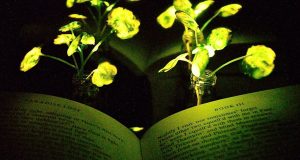 Plantas fluorescentes que podrían reemplazar a las lámparas