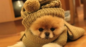 Consejos para proteger a tus mascotas en días de frío