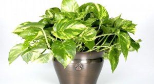 Las mejores plantas de interior para depurar el aire de tu casa