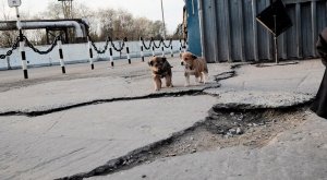 Los cachorros radiactivos de Chernobil