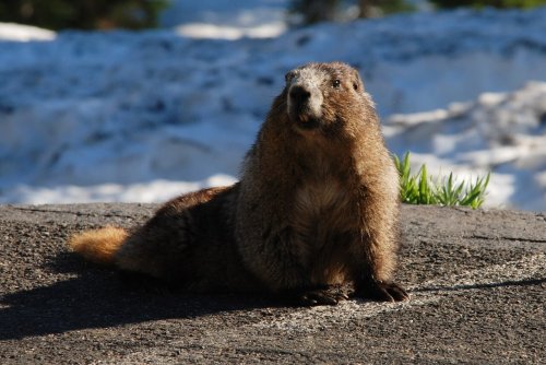 El invierno se alargará, según la predicción de la marmota Phil