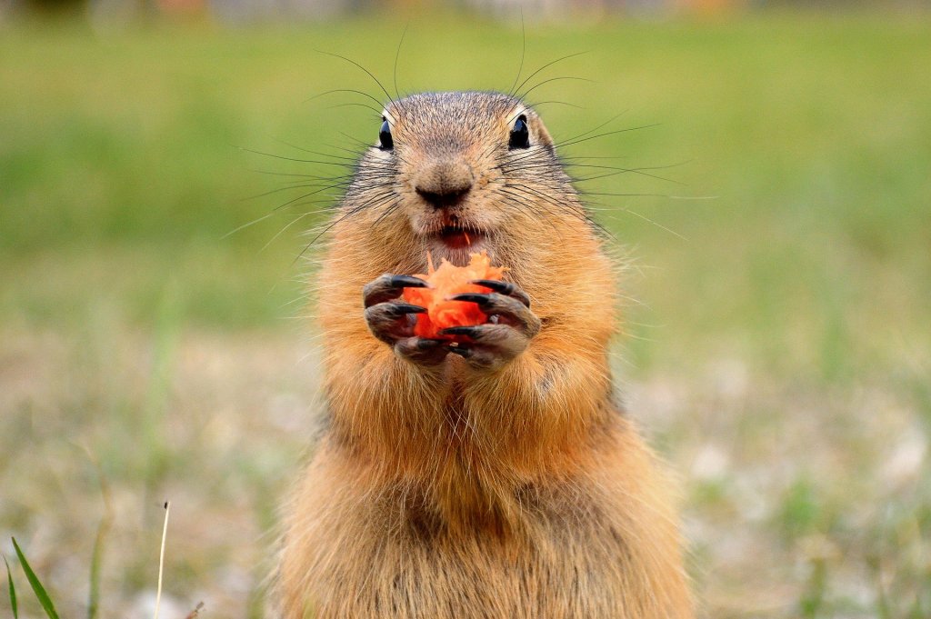 La marmota Phil predice que la primavera llegará pronto