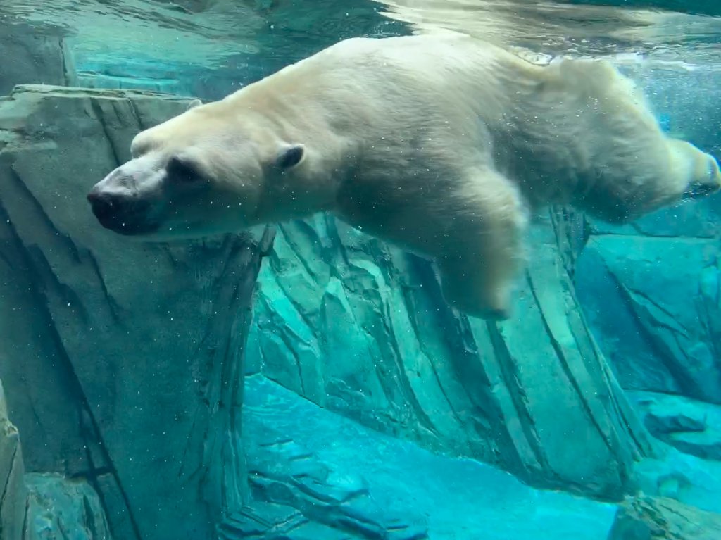 oso polar