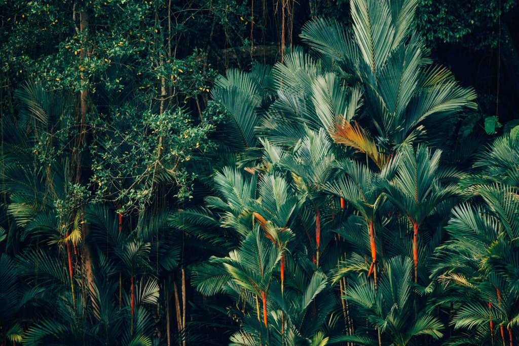 plantas tropicales