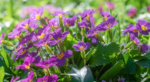 Llega la primavera a Argentina con La Niña