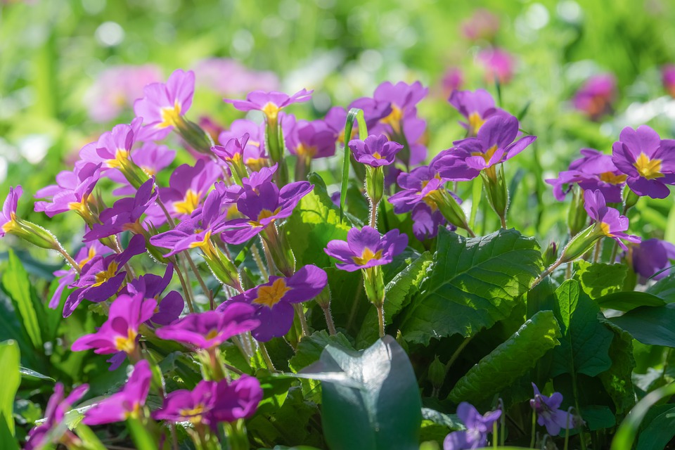 La primula es una de las flores típicas en Argentina durante la primavera. Foto, Pixabay