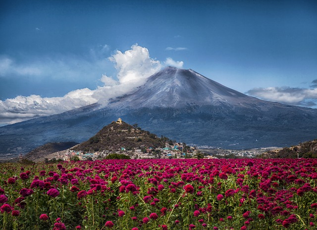Volcán Popocatépetl sin nieve junto a flores