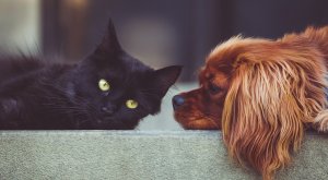 Los mexicanos adoran los animales: ¿Cuántas mascotas hay?