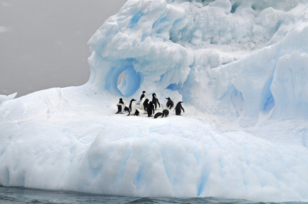 Clima polar: qué es, características, flora y fauna