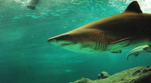 Tiburones en México: ¿Dónde hay y cuántos?