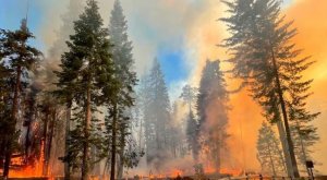 El fuego amenaza el mayor bosque de secuoyas gigantes en Yosemite